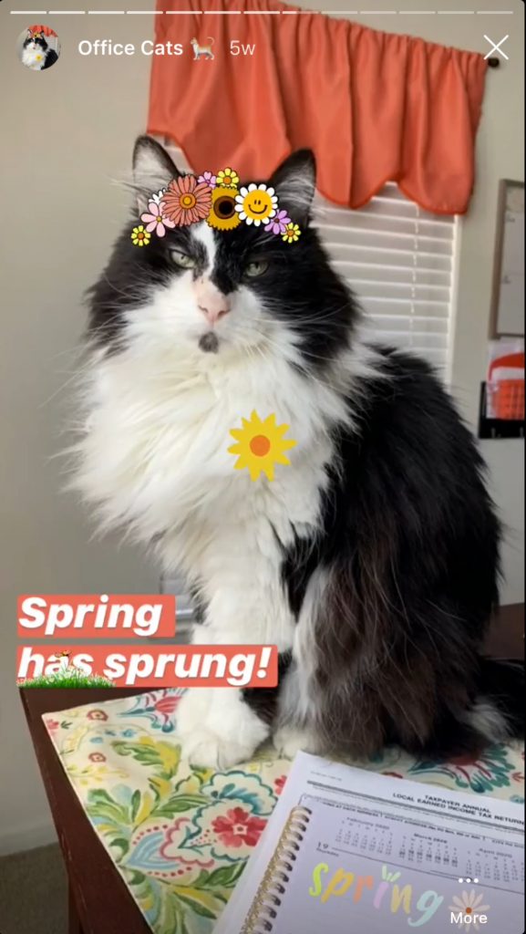 black and white fluffy cat with flowers on his head | Instagram marketing do's and dont's